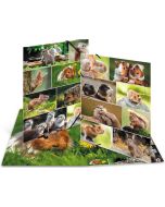 Chemise à élastiques en carton - A3 HERMA Animaux Rongeurs