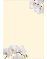 SIGEL DP904 : Lot de 50 feuilles de papier - Orchidée blanche